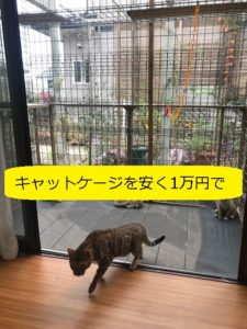 屋外のキャットケージ キャットルーム の幅2m 高さ2mを安く1万円で 写真多めで 設計ポイント 注意ポイント を丁寧に記載 大丈夫だよblog