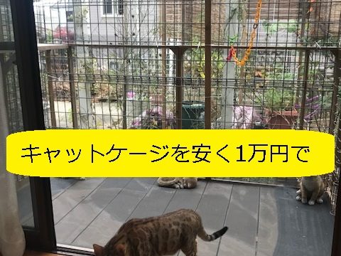 屋外のキャットケージ キャットルーム の幅2m 高さ2mを安く1万円で 写真多めで 設計ポイント 注意ポイント を丁寧に記載 大丈夫だよblog