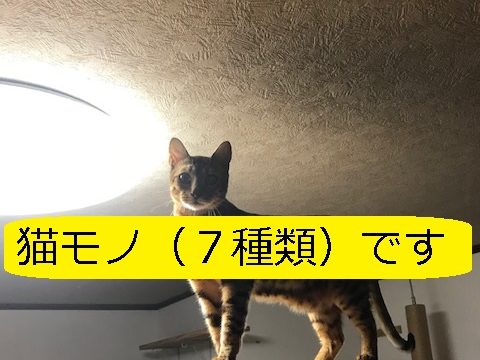 猫の引き戸です 100円の 養生カバー で 注意ポイントを丁寧に記載 大丈夫だよblog