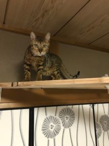 空中経路キャットウォークを安く約3000円で簡単な自作です 写真多めで 設計ポイント 注意ポイント を丁寧に記載 大丈夫だよblog