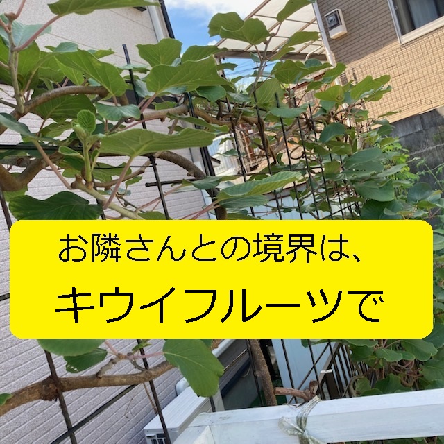 果物 Nora ホームガーデン】庭で育てるのに適した農薬ゼロ／無農薬での果物