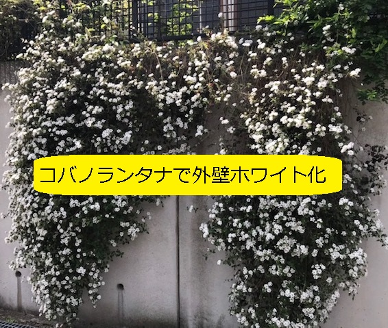 リフォーム 白いコバノランタナ で コンクリート外壁のホワイト化 大丈夫だよblog