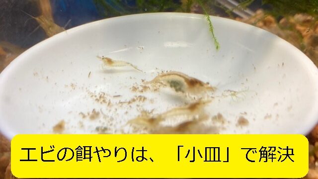 超歓迎 ジェックス 麦飯石の砂利 5kg 粒サイズ 3 6mm Shipsctc Org