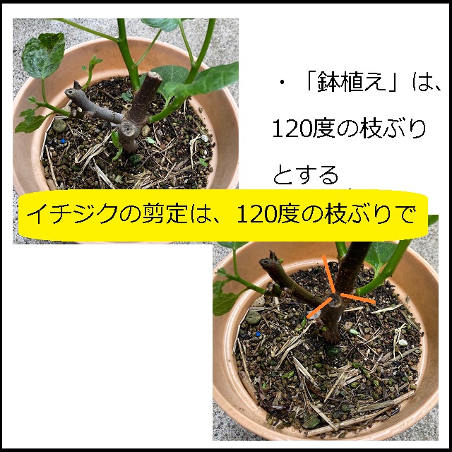 ホームガーデン】若木のイチジクの剪定方法（失敗しないために、上から