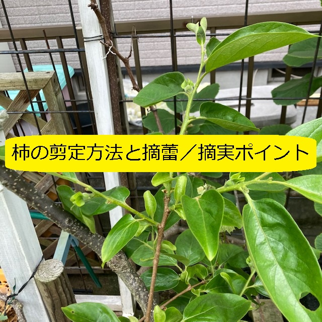ホームガーデン 柿の剪定方法 摘蕾 摘果ポイント 失敗しないために手幅基準で 大丈夫だよblog ホームガーデン 柿の剪定方法 摘蕾 摘果ポイント 失敗しないために手幅基準で 大丈夫だよblog