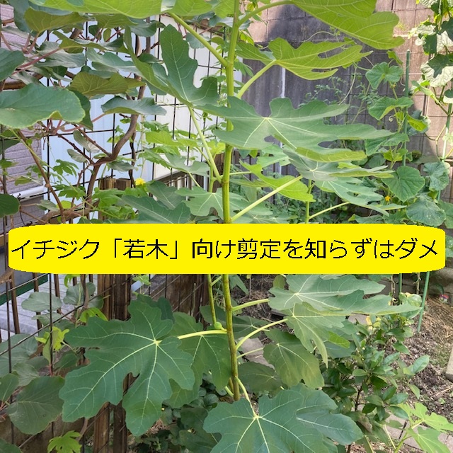 ホームガーデン イチジクの剪定で 若木 と 大人の木 の違いを知らずはダメ 大丈夫だよblog