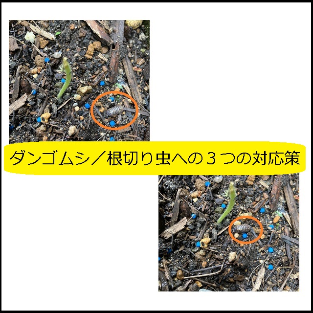 ホームガーデン ダンゴムシ 根切り虫との戦いに終止符を 3つの対応策 大丈夫だよblog