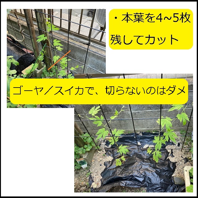 ホームガーデン ゴーヤ スイカ ツル性植物 の剪定で 切らないのはダメ 大丈夫だよblog