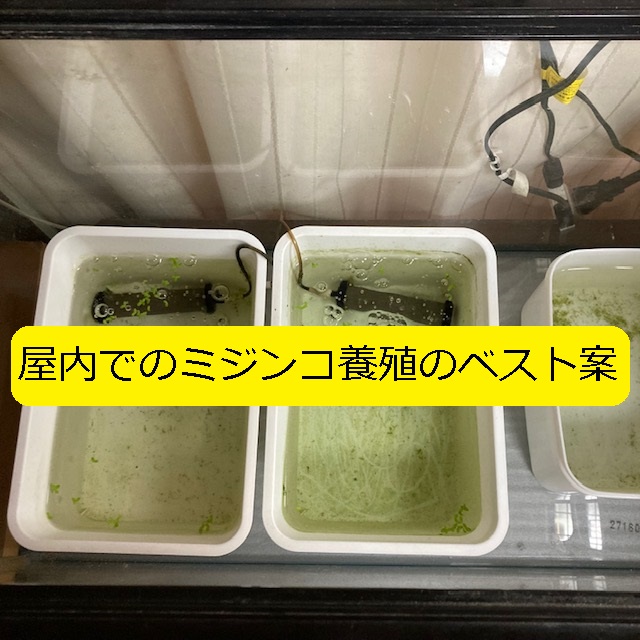 水槽 屋外より難しい 屋内でのミジンコ養殖のベスト案 失敗しない為に 大丈夫だよblog