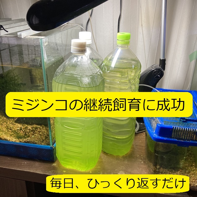 ミジンコ 室内で 数か月以上のペットボトル継続飼育に成功 グリーンウォーターと鶏糞 大丈夫だよblog