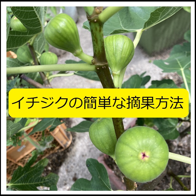 イチジク】夏果／秋果別のイチジク（若木）の簡単な剪定方法と摘果方法