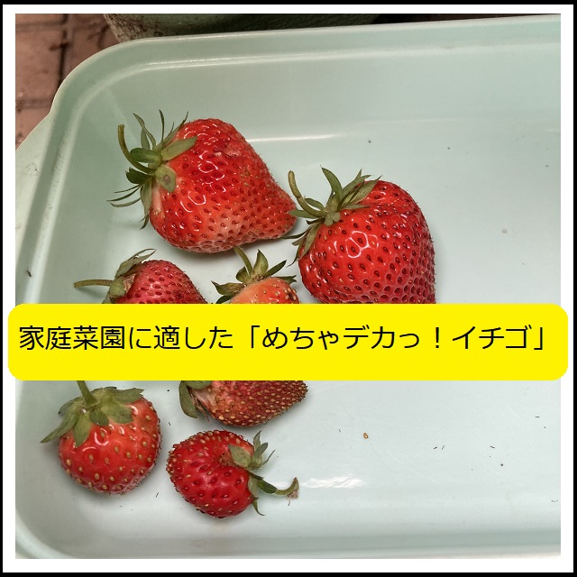 イチゴ】家庭菜園に適したイチゴ品種「めちゃデカっ！イチゴ